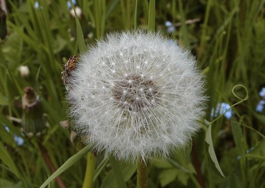 Allergie, Debuttano in Ritardo Ma Tutte Insieme!